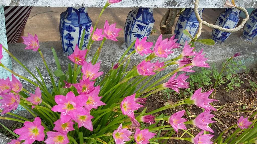 Center Homestay Hoi An Luaran gambar